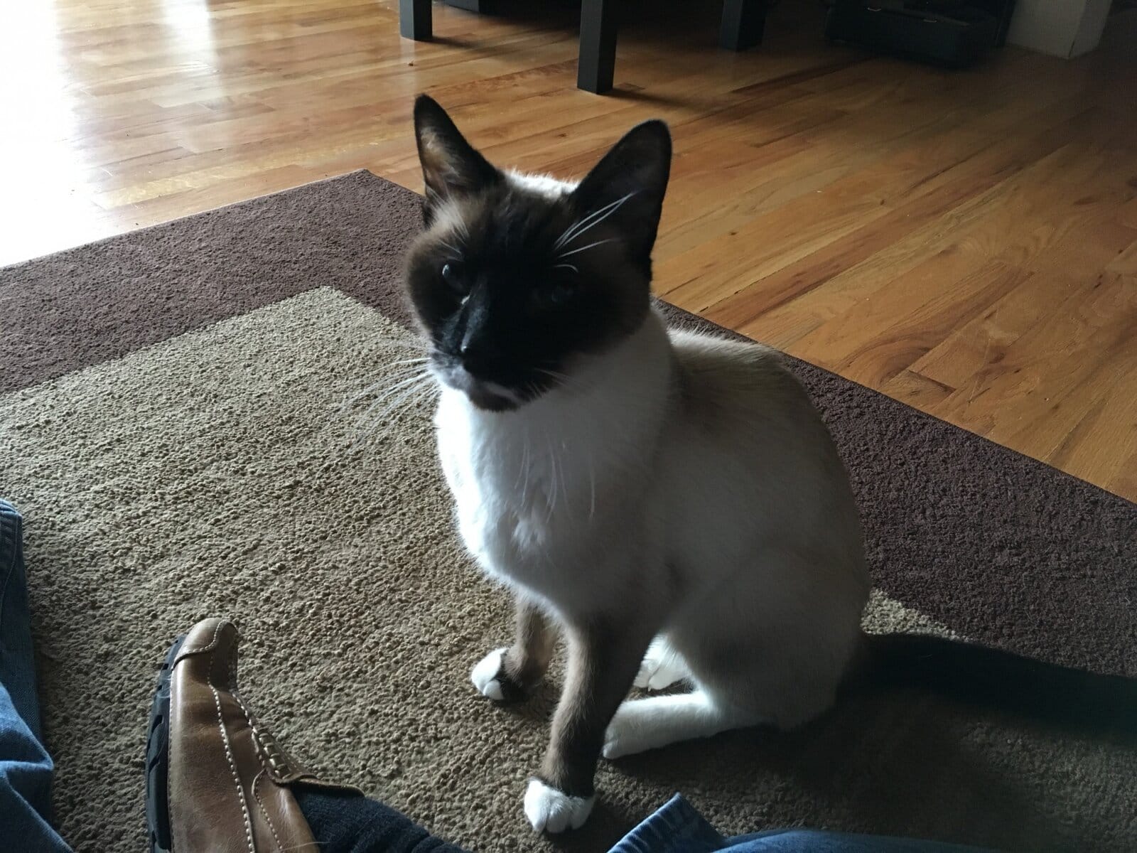 Marshal the Wonder Cat is gone…