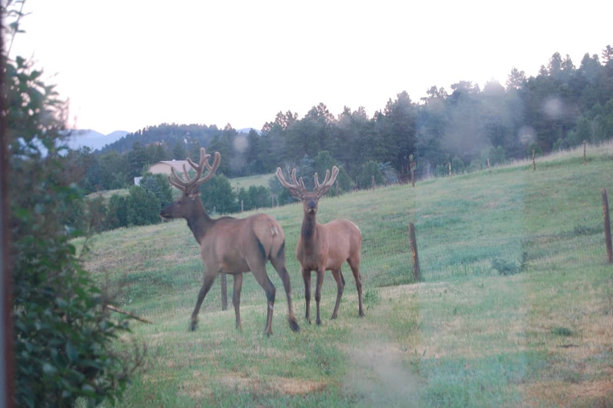Wildlife…